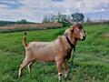 Продам козла и козочек породы Нубийца