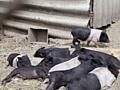 Продам вьетнамских поросят 5 недель. Кушают сами.