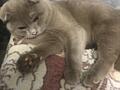 Кот ждёт кошку