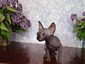 Котята канадский сфинкс
