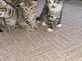 Отдам котят в хорошие руки