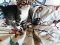 Вислоухие котята ищут хозяев