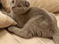 Scottish fold Породистый котенок
