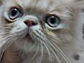 Котята породы экзот-экстремал