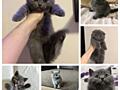 Продам чистокровных шотландских котят