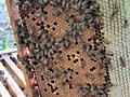 Пчелы с ульями или без 10 семей / familii de albini