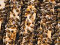 Продам пчелосемьи с молодыми матками