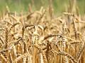 Продам продовольственную пшеницу 2р/кг ячмень 2.5р/кг