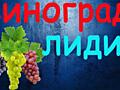 Продам винный виноград красный и белый. Молдова, Конкорд, Лидия. 5 руб