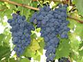 Продам виноград