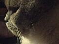 Вислоухий шотландец Молодой кот Поинт с затемненным корпусом.