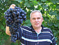 Высший сорт винного винограда красного и белого. Молдова, Конкорд, Лидия.