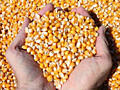 Продается кукуруза урожай 2023 года.