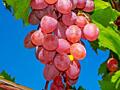Высший сорт винного винограда красного и белого. Молдова, Конкорд, Лидия.