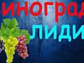 ВЫСШИЙ СОРТ винного винограда красного и белого. МОЛДОВА, КОНКОРД, ЛИДИЯ.