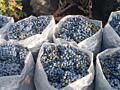 Продам виноград на вино Каберне 7.5 руб