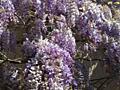 Глициния, пион древовидный.