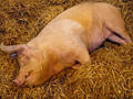 Продам свиней оптом 40 рублей килограмм