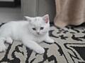 Чисто белых котят, без пятен и полос