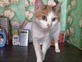 Подарю кошек