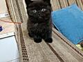 Scottish fold și scottish straight