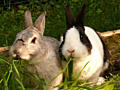 Кролики для разведения и на мясо