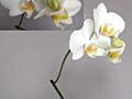 Домашние здоровые орхидеи