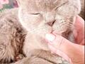 Кошка породы Британская короткошёрстная, лиловый окрас. Возраст около года, стерилизована.
