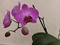 Продам орхидеи, денежное дерево