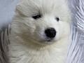 Щенок Самоеда