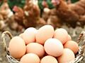 Яйца куриные инкубационные домашние