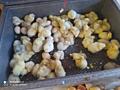 Продам суточных цыплят, выход 30-31 мая