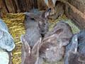 Продам кроликов, возраст 2-4 месяца
