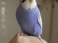 Ручной говорящий попугай