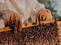 Куплю отводки или семьи пчел, можно с ульями