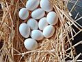 Гусиные Яйца на инкубатор и куриные легорн