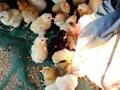 Цыплята суточные от домашних кур на 27.04.24г.
