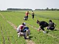 Сезонная работа по сбору урожая в Германии