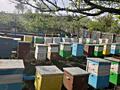 Продаются пчелы 200 лей