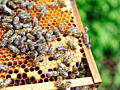 Vânzare FAMILII DE ALBINI - пчелы