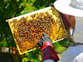 Vânzare FAMILII DE ALBINI - пчелы