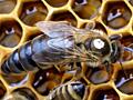 Пчелиные матки плодные и неплодные продаю Порода Карника F1
