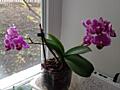 Орхидея мини и вазон