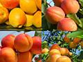 Pomi fructiferi! Vișini, caiși (abricoși), pruni (perj), prăsazi