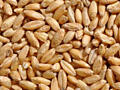 Продам пшеницу 3 лея/кг