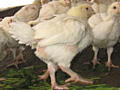 Цыплята бройлеров породы Кооб 500 (вес 500 грамм)