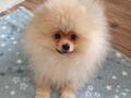 Померанскаий шпиц Spitz pomeranian