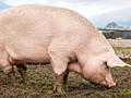 Продам свинью живым весом недорого 35руб/кг