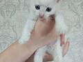 Продам белых котят Турецкая ангора