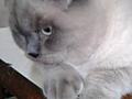 Вязка вислоухого шотландца Молодой кот Блю point